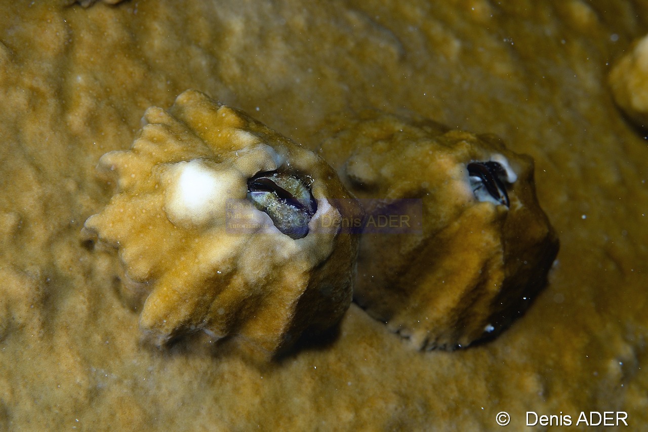 Megabalanus tintinnabulum Balane Millepora-complanata Bonaire Buddy reef-9m-20120217-Denis-ADER-DSC_6202_tn.jpg